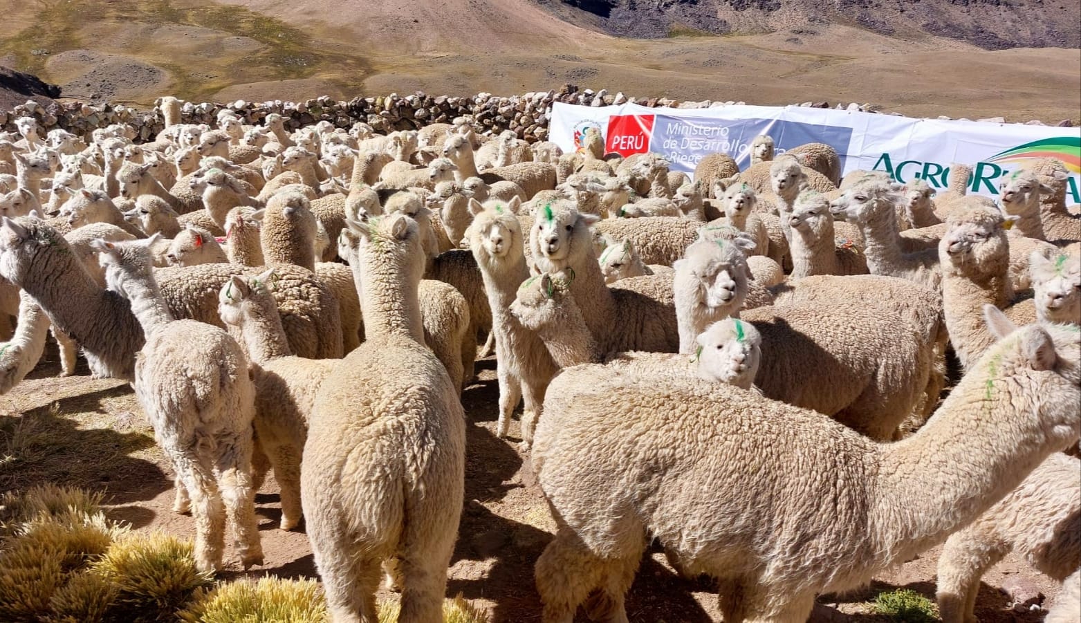 Dosificación de alpacas en Tuti - Arequipa