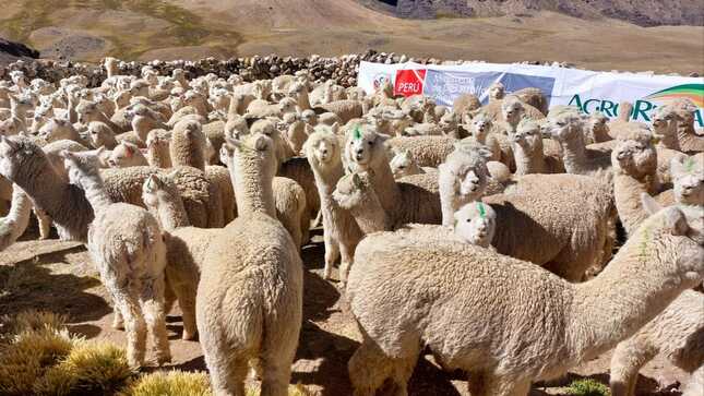 Dosificación de alpacas en Tuti - Arequipa