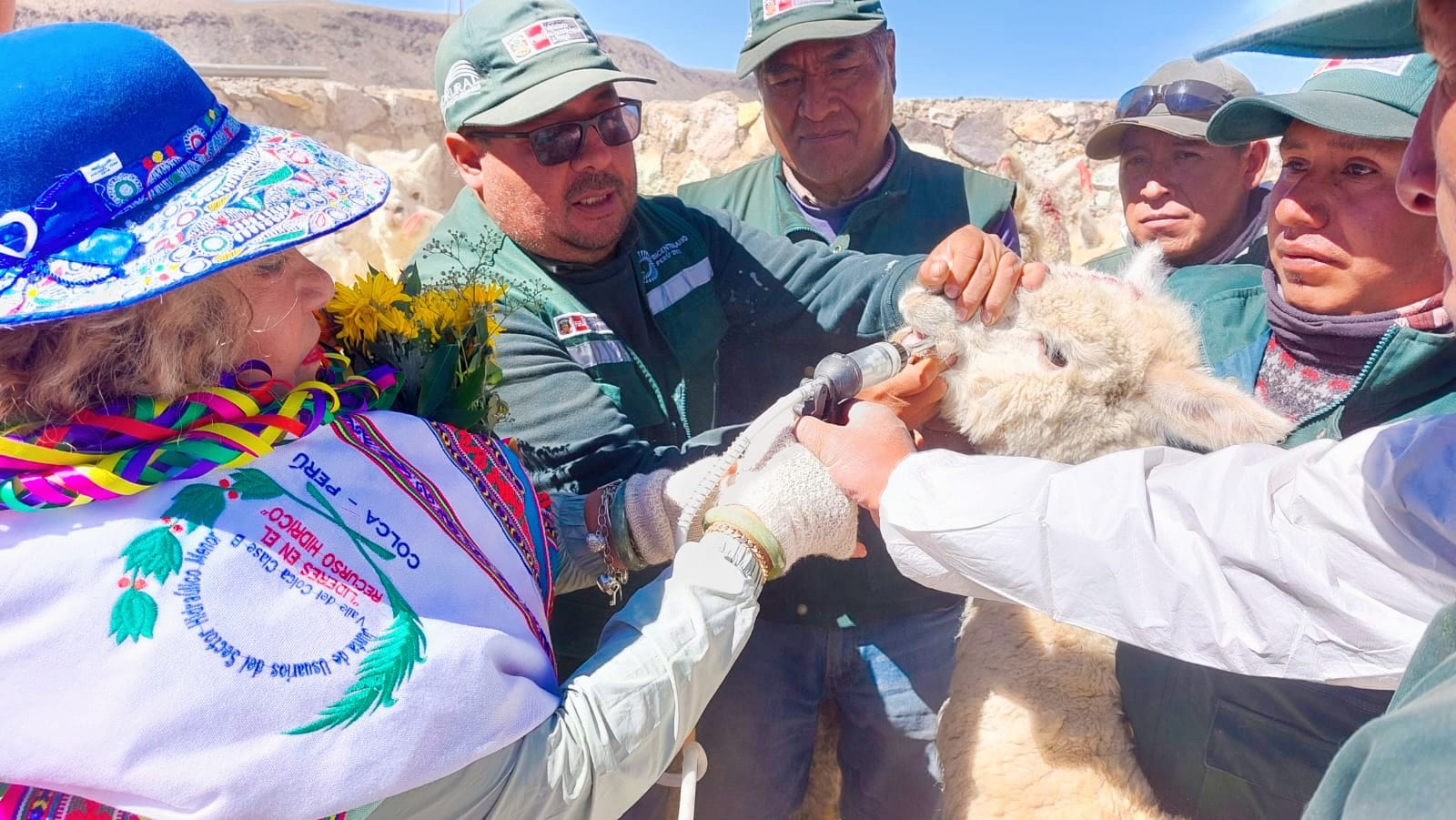 Dosificación de alpacas en Tuti - Arequipa