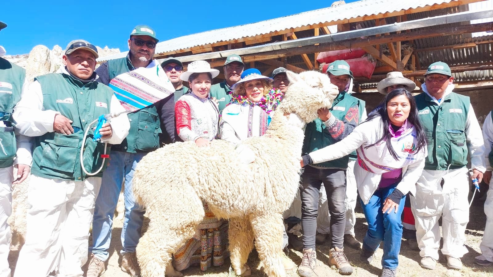 Dosificación de alpacas en Tuti - Arequipa