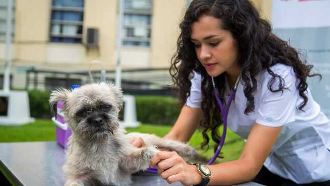 Minsa publica el proyecto de Reglamento de la Ley que prioriza la Esterilización de Perros y Gatos como Política Nacional de Salud Pública