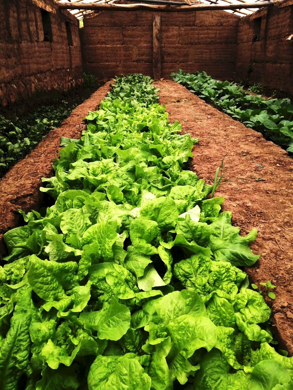 Agricultores apuestan por la producción orgánica