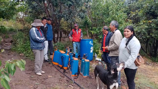 Ayacucho combate plagas en cultivos de frutas