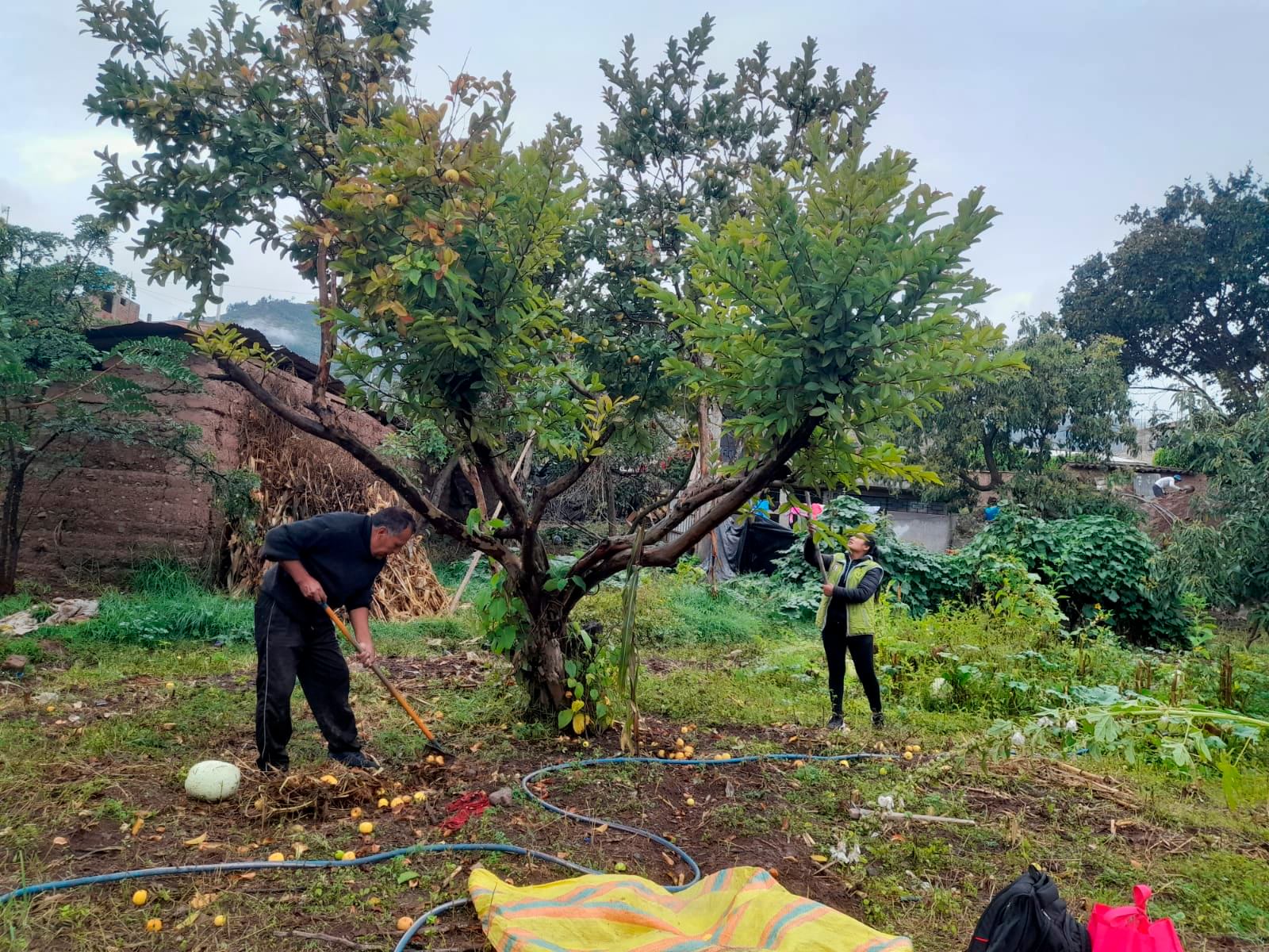 Ayacucho combate plagas en cultivos de frutas