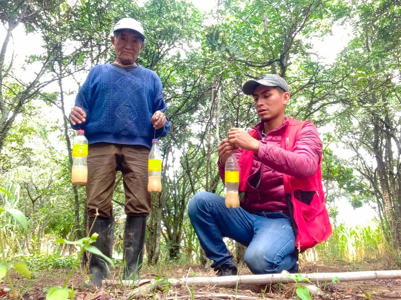 Ayacucho combate plagas en cultivos de frutas
