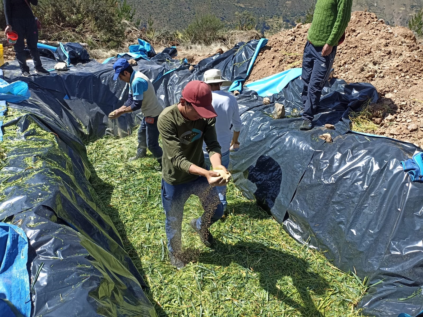 Realizan trabajos de ensilado de pastos para asegurar alimentación de ganado