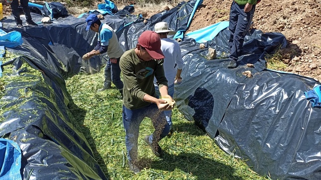 Realizan trabajos de ensilado de pastos para asegurar alimentación de ganado