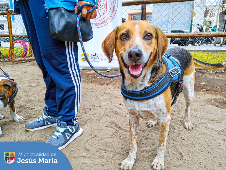 Vecinos y serenos jesusmarianos reforzaron sus conocimientos sobre educación 🐾 canina en nuestra segunda clase del taller de adiestramiento profesional 🎓🐶.