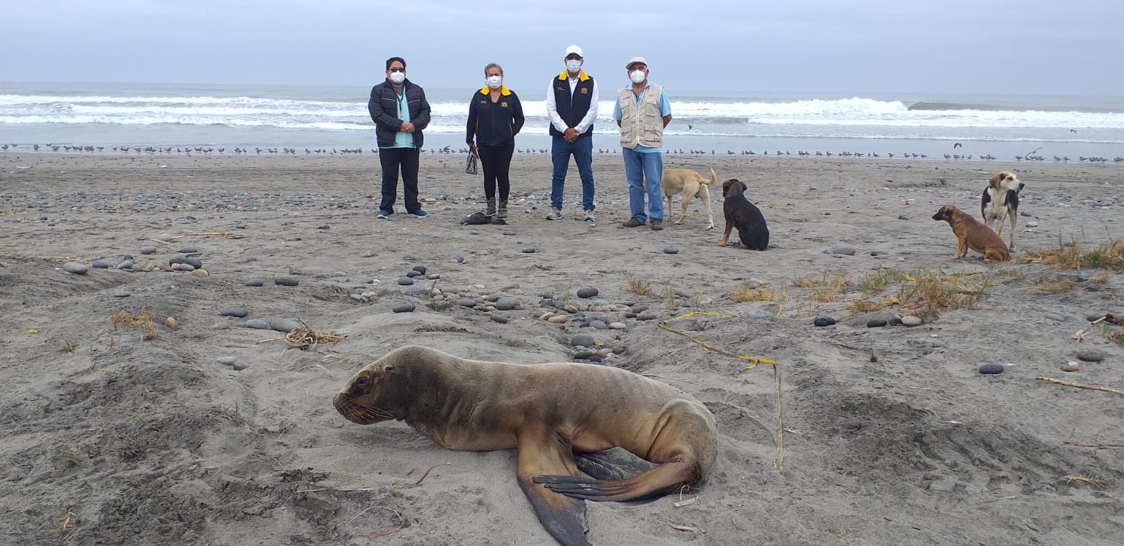 Municipio Provincial De Servicios Y Control Ambiental Continúa Con Recolección De Animales Muertos En Balnearios