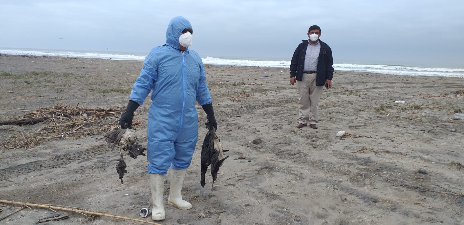 Municipio Provincial De Servicios Y Control Ambiental Continúa Con Recolección De Animales Muertos En Balnearios