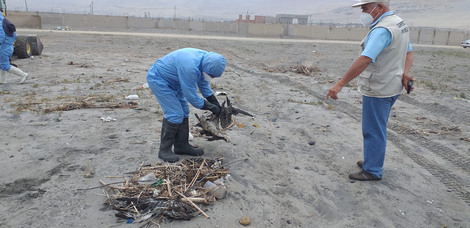 Municipio Provincial De Servicios Y Control Ambiental Continúa Con Recolección De Animales Muertos En Balnearios