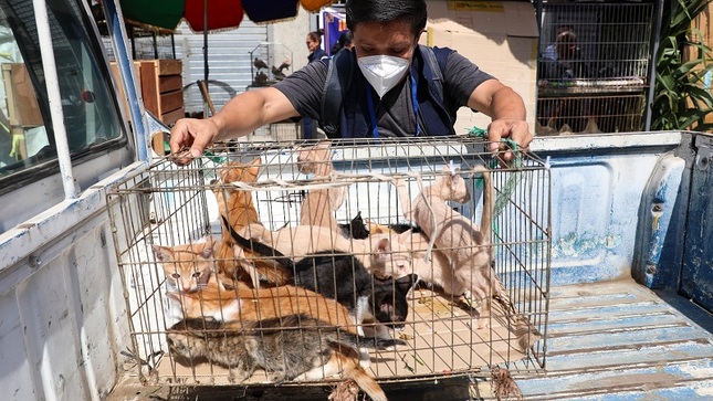 Fue clausurado un local ubicado en Sinchi Roca 1149 donde se retiraron las mascotas que ofrecían a la venta en pésimas condiciones.