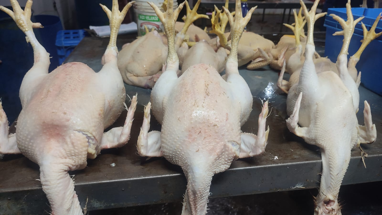 Pollos
