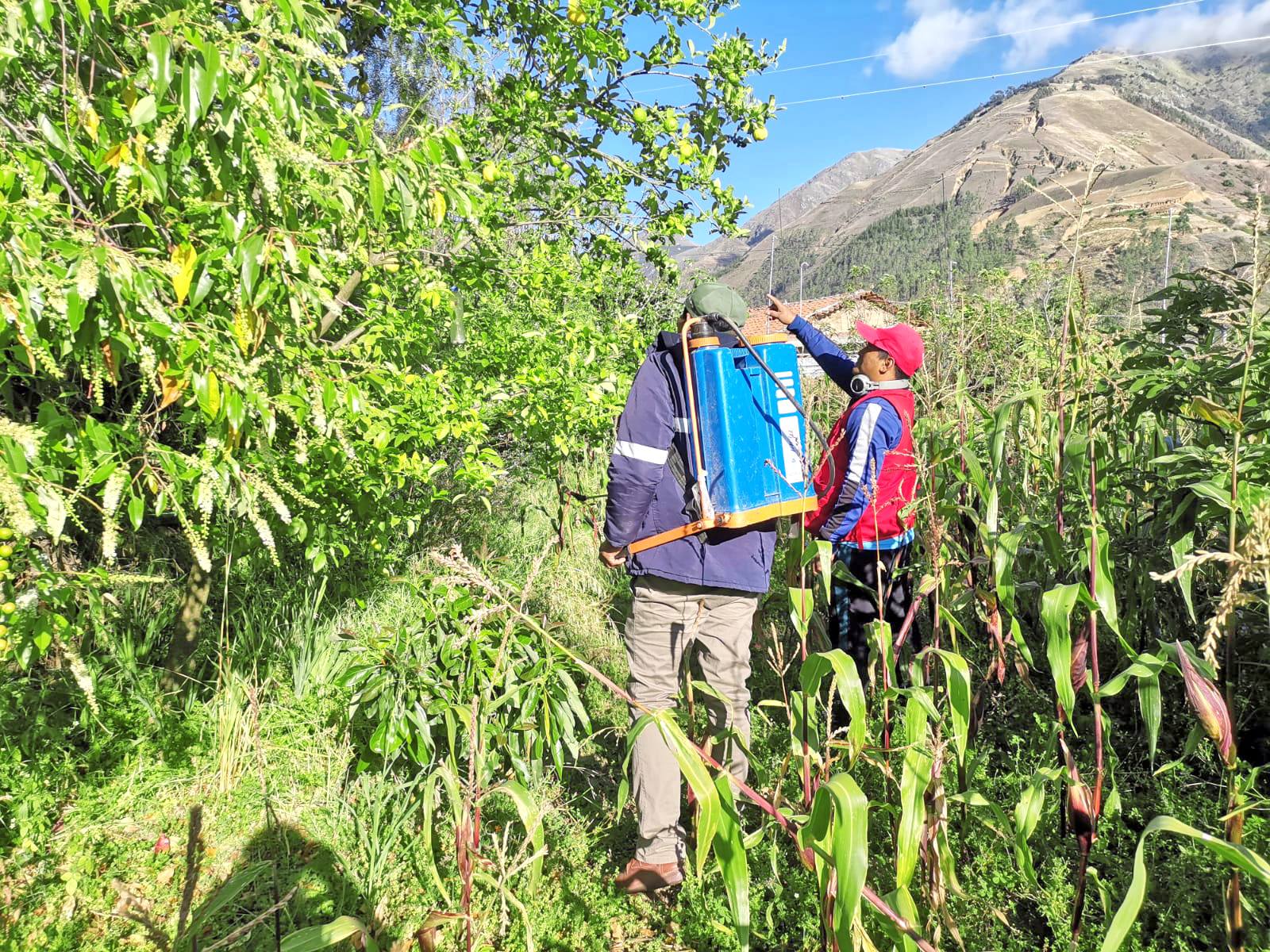 DRA Ayacucho distribuyó 1 020 litros de cebo tóxico a 245 productores frutícolas de La Mar