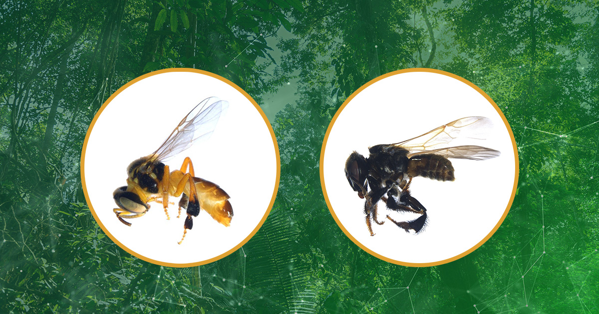 Fotos de abejas sin aguijón de la región San Martín