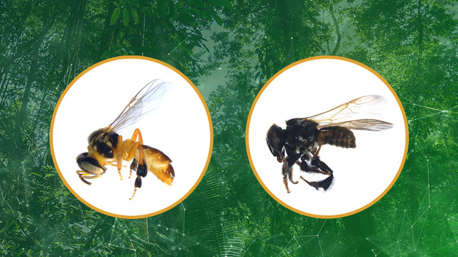 Fotos de abejas sin aguijón de la región San Martín