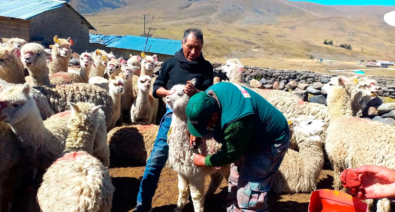 Dosificación ovinos y alpacas - Puno