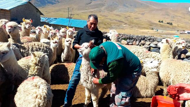 Dosificación ovinos y alpacas - Puno