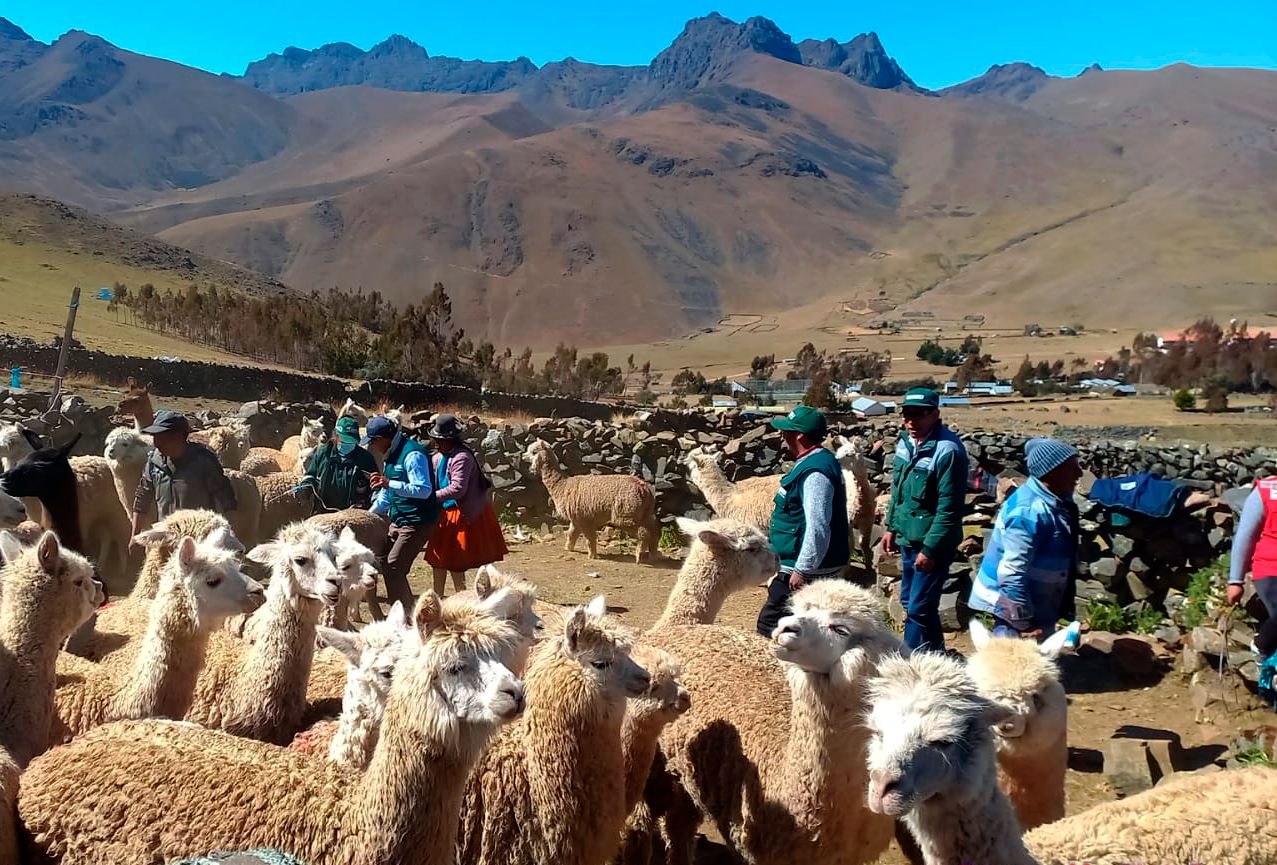 Dosificación ovinos y alpacas - Puno