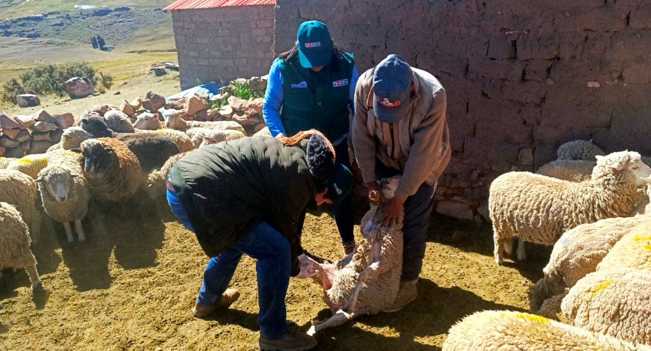 Dosificación ovinos y alpacas - Puno