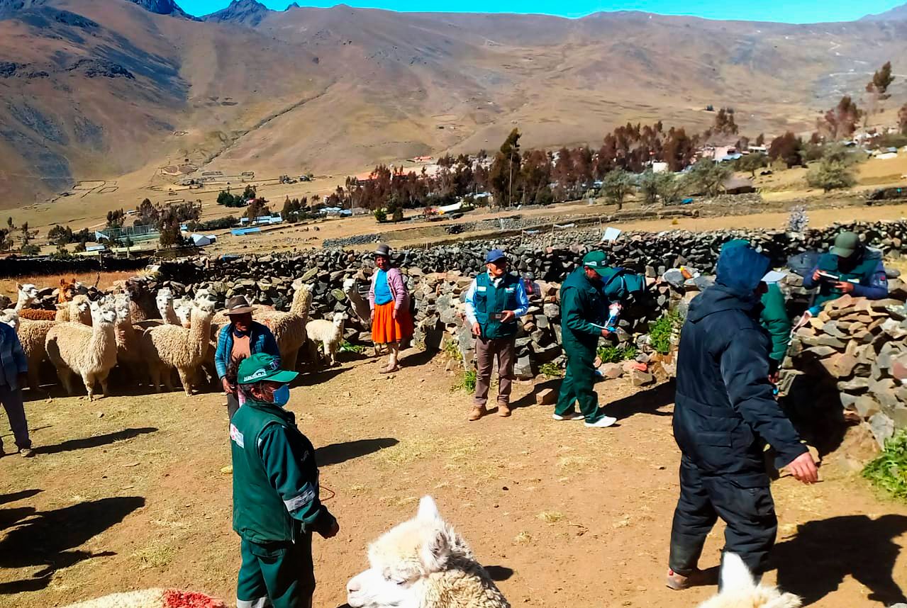 Dosificación ovinos y alpacas - Puno