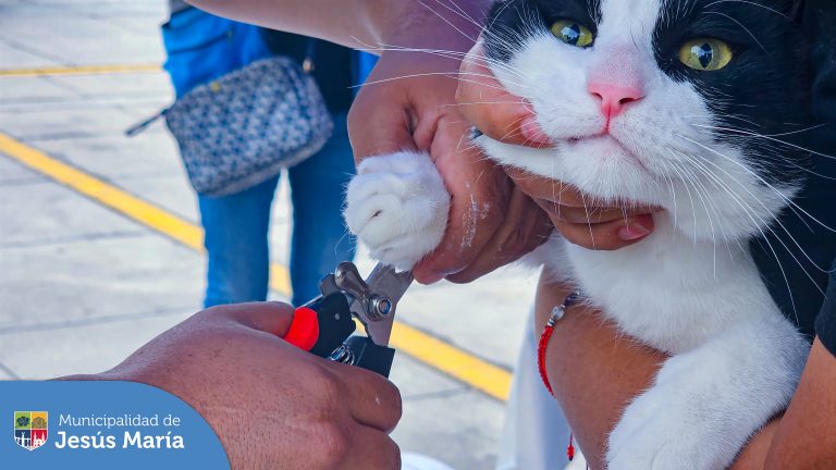 ✨ Esta mañana se realizó nuestra Campaña Veterinaria #Gratuita en el Parque Cáceres. Los 🐕 peluditos 🐈 recibieron atención médica de parte de nuestro experimentado veterinario y también desparasitación y vacunación para los canes