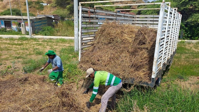 Realizan recojo de la maleza en  Punta Mero y Plateritos después de trabajos de limpieza