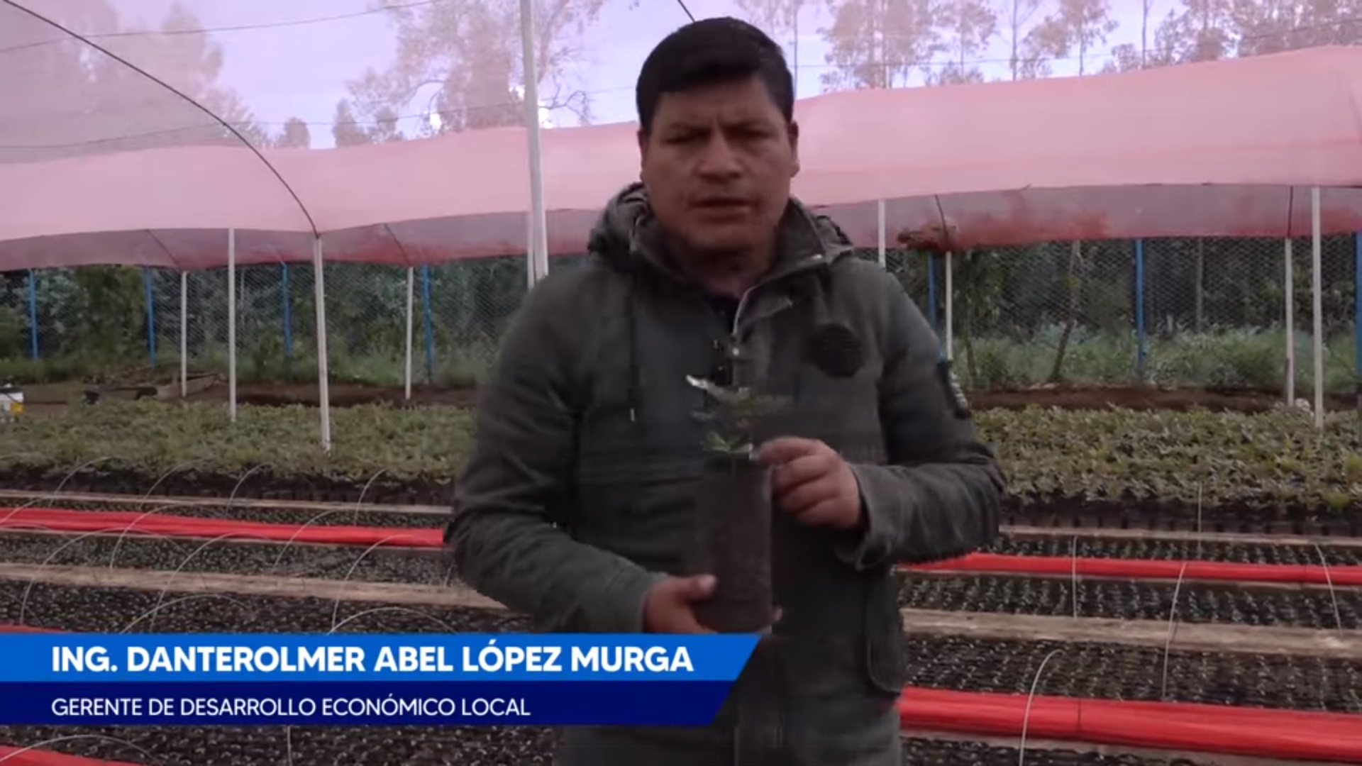 Plantas de Taya en Vivero Municipal
