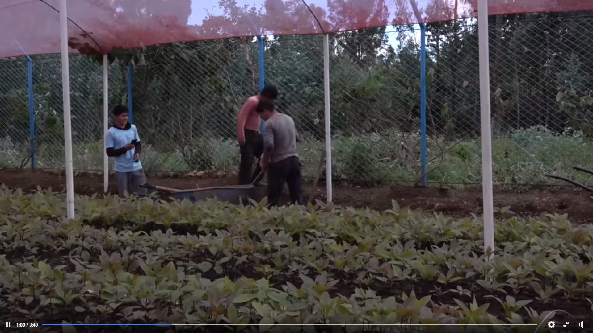 Plantas de Taya en Vivero Municipal