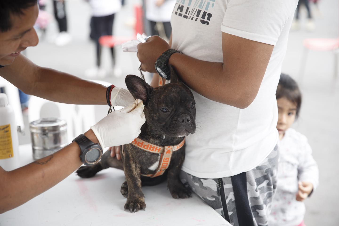Mascotas saludables en el II Animal Fest.