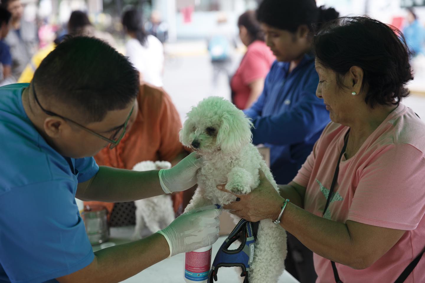 Mascotas saludables en el II Animal Fest.