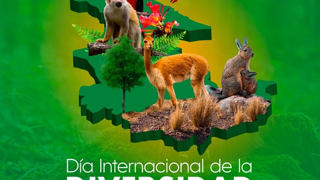 imagen1