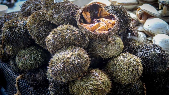 Produce establece medidas para la conservación del recurso erizo en tres zonas de Arequipa 