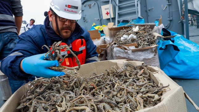 PRODUCE destaca aprobación de Acuerdo Internacional que pone fin a las subvenciones a la pesca ilegal