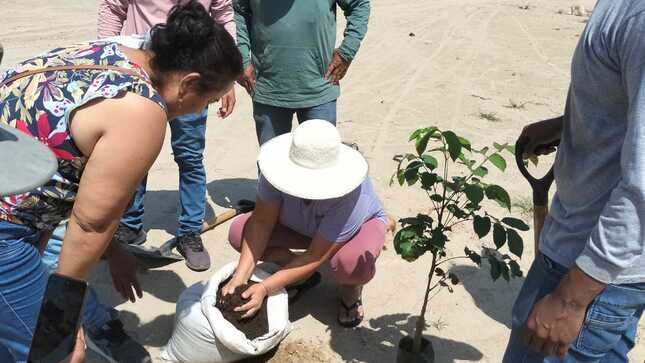 Municipalidad De Sullana Reforesta Puntos Críticos De Asentamiento Humano Jesús María