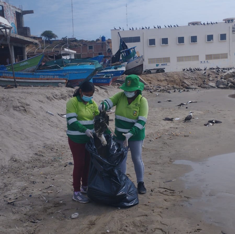 Retiran aves marinas muertas en la ribera de las playas de Cancas