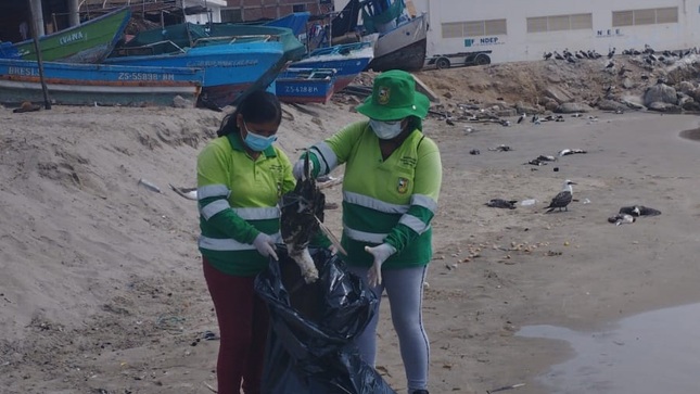 Retiran aves marinas muertas en la ribera de las playas de Cancas  