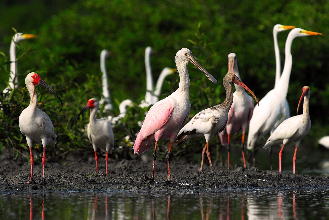 Foto de Santuario Nacional Los Manglares de Tumbes