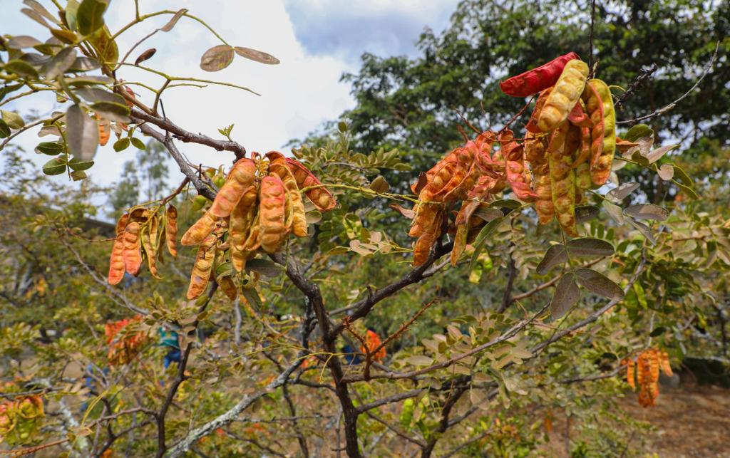 Inacal realizará taller en Ayacucho para promover la calidad en cadenas productivas