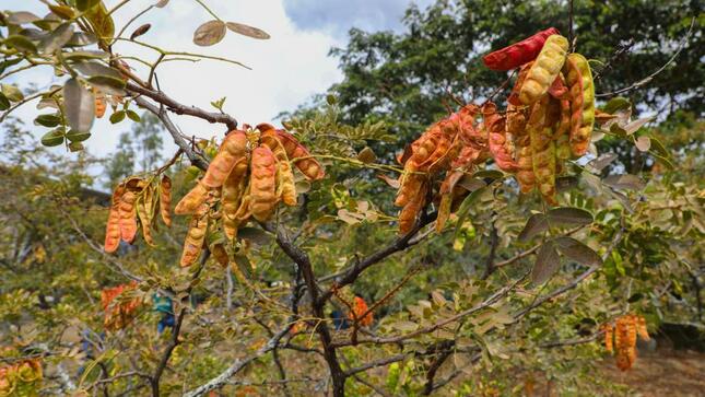 Inacal realizará taller en Ayacucho para promover la calidad en cadenas productivas