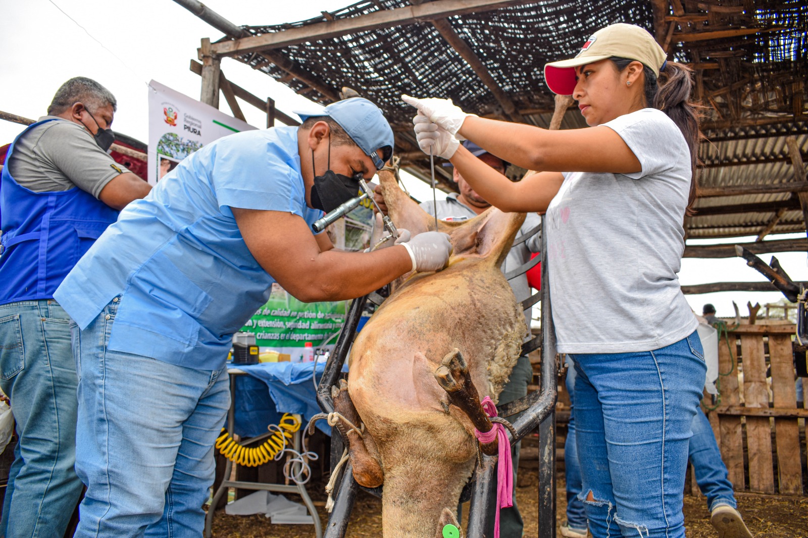 #GOREPIURA 📣Gobierno Regional Piura inseminó  1781 cabezas de ganado en 4 meses. 