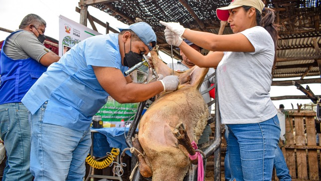 #GOREPIURA 📣Gobierno Regional Piura inseminó  1781 cabezas de ganado en 4 meses. 