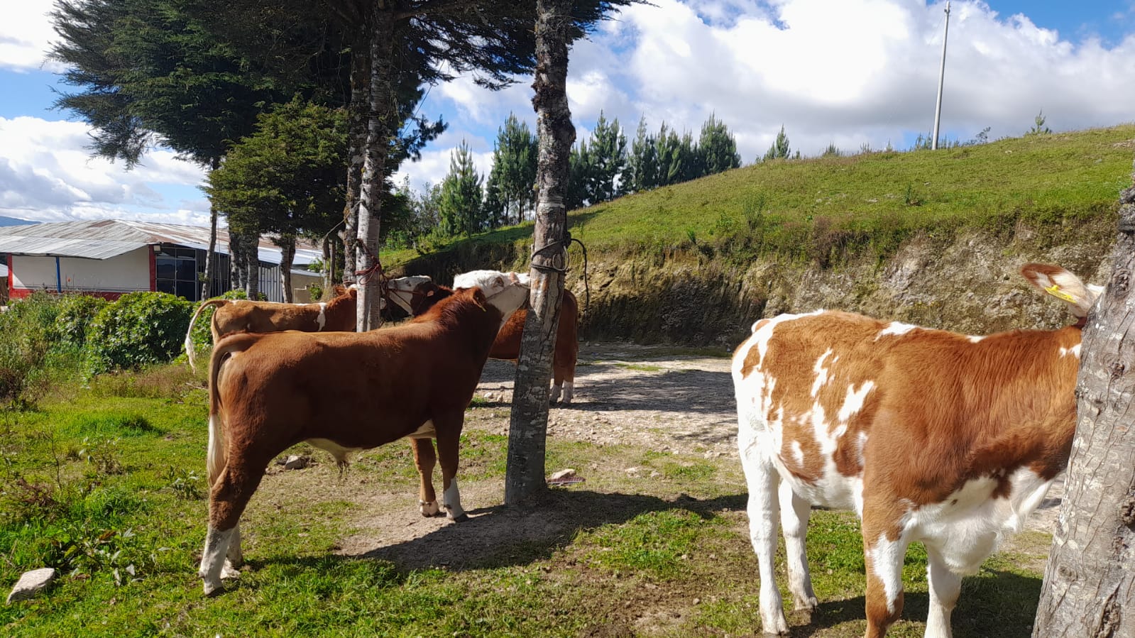 Ganado fleckvieh para la feria de Lajas