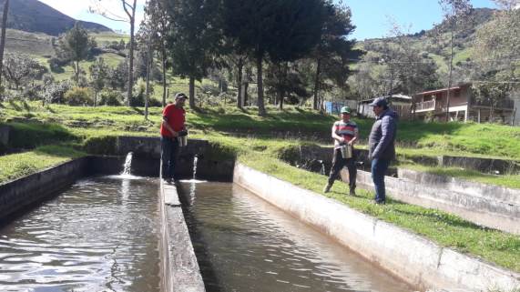 Gobierno Regional promueve crianza de trucha en la sierra piurana