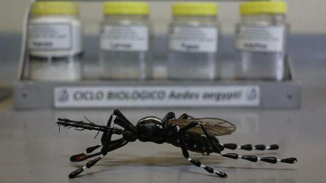 Especialistas del INS estudian el ciclo de vida del zancudo Aedes aegypti