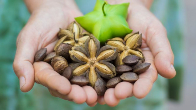 Frutos de Sacha Inchi