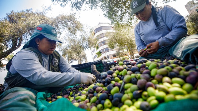 Continuamos con la cosecha de frutos de los árboles del bosque El Olivar