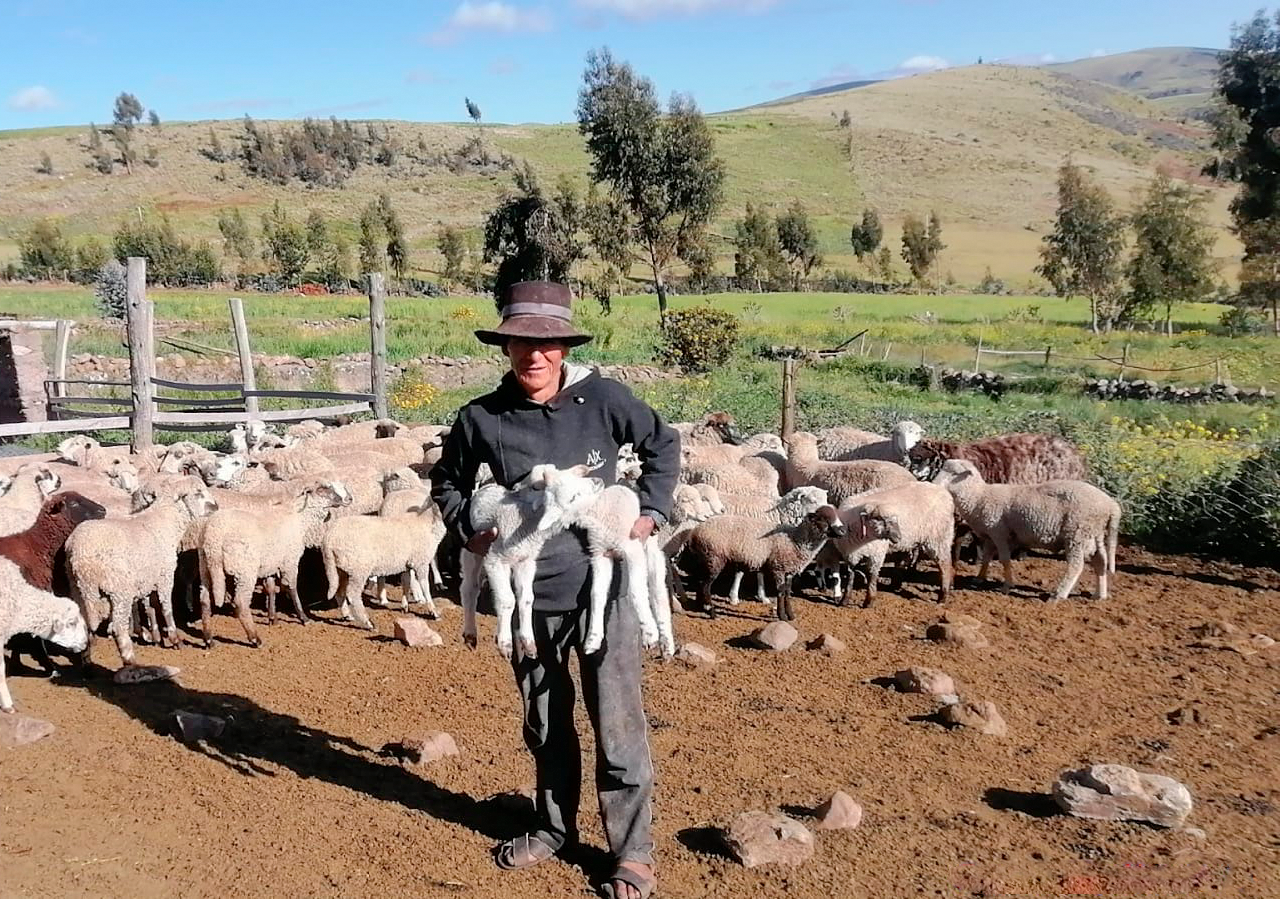 Aseguran alimentación de ganado ovino con labores de ensilado de pastos
