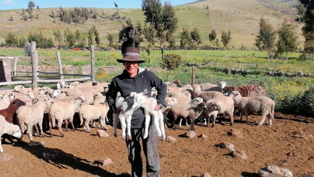 Aseguran alimentación de ganado ovino con labores de ensilado de pastos
