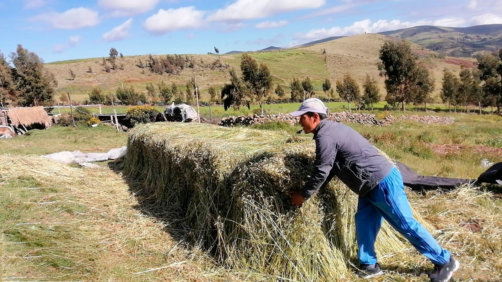 Aseguran alimentación de ganado ovino con labores de ensilado de pastos